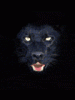 6098_b.gif