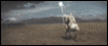 425.gif