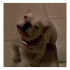 549.gif