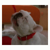 550.gif