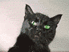 581.gif