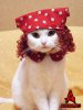 i_cat_hats_1.jpg