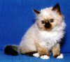 pleasantview_kitten.jpg