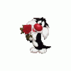 кот.gif