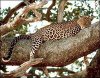 200px-Leopard_on_the_tree.jpg