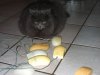 cat.jpg
