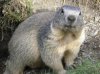 250px-Marmotte_alpes2.jpg