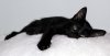 black%20cat.jpg