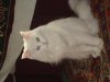 DSC00847 (Средний).JPG