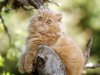 normal_18_animals_wallpapers.jpg