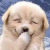 23983670.gif