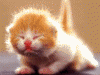 kittythumper1yb.gif