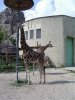 161_giraffes.jpg