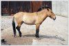 320_Horse-056.jpg