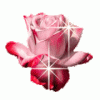 rose03.gif