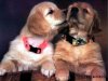 1194377128_picturesoflove014.jpg