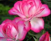 white_pink_roses-1280.jpg