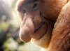 Proboscis%20Monkey%203_spluch%5B2%5D[1].jpg