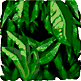JUNGLE1.gif
