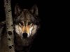 wolf.jpg