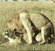 post_26_1131152368.gif