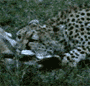 post_26_1131152540.gif