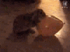 post_26_1132043600.gif