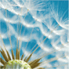 av_13460.gif