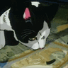 Cat_drinking.gif