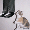 hanging_kitty.gif