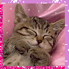 msndollzu_1152879690.gif