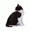 3322ec2abb0f296cfcfc0692fbf401c3.gif