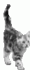 505b0e1e49dbf474d9adee59c10a88c6.gif