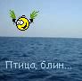 foto_2134.gif