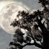 G27D118.gif
