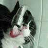 8233577_1433169.gif