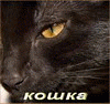 Копия_av_5.gif